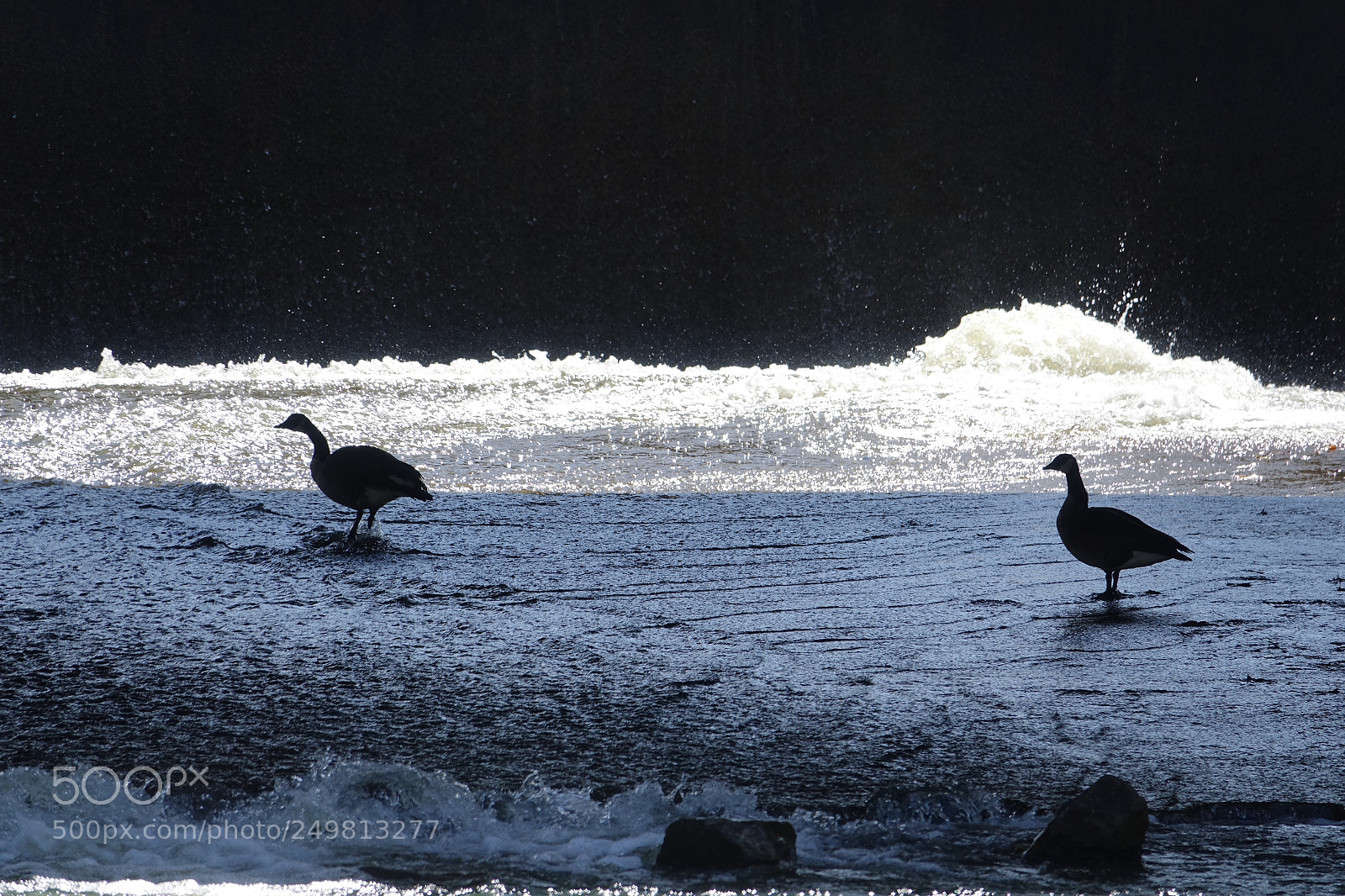 Sony Cyber-shot DSC-RX10 III sample photo. Geese in the wild photography