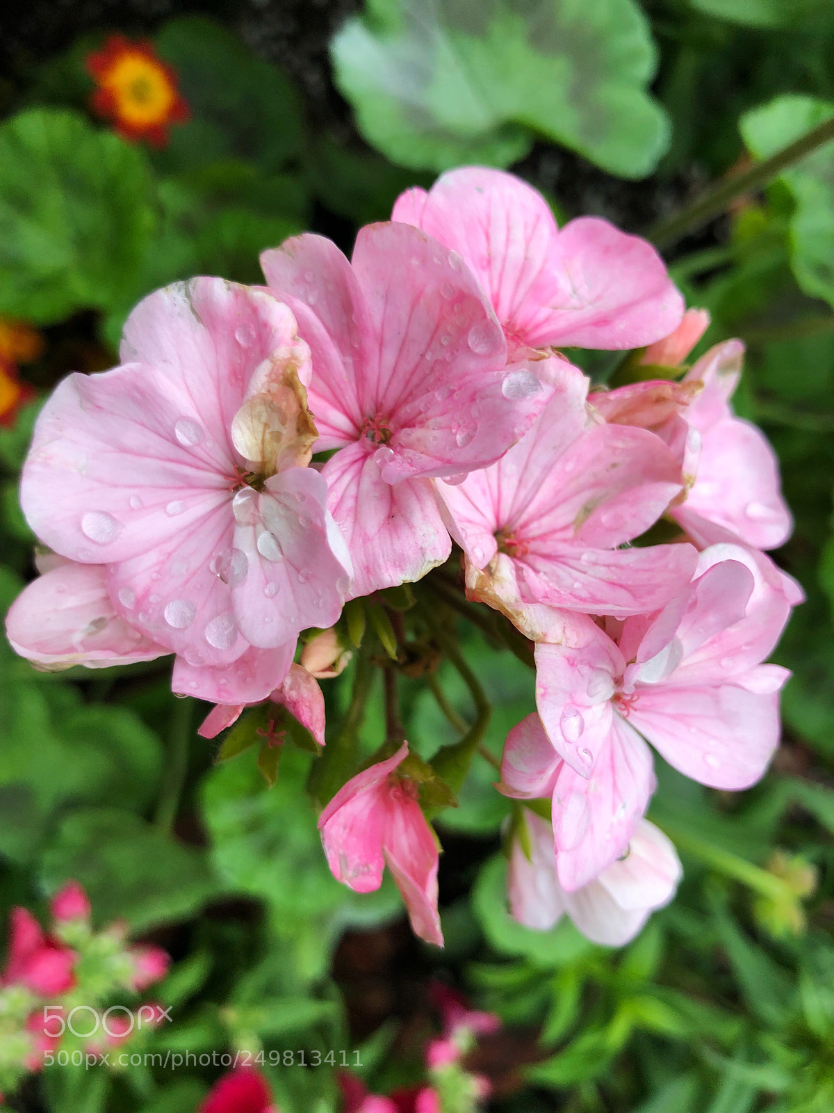 Apple iPhone X sample photo. Untitled photography