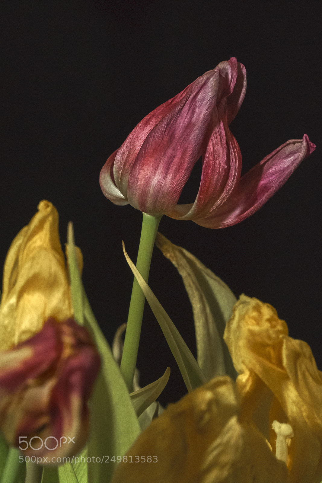 Sony a6000 sample photo. Aging gracefully photography