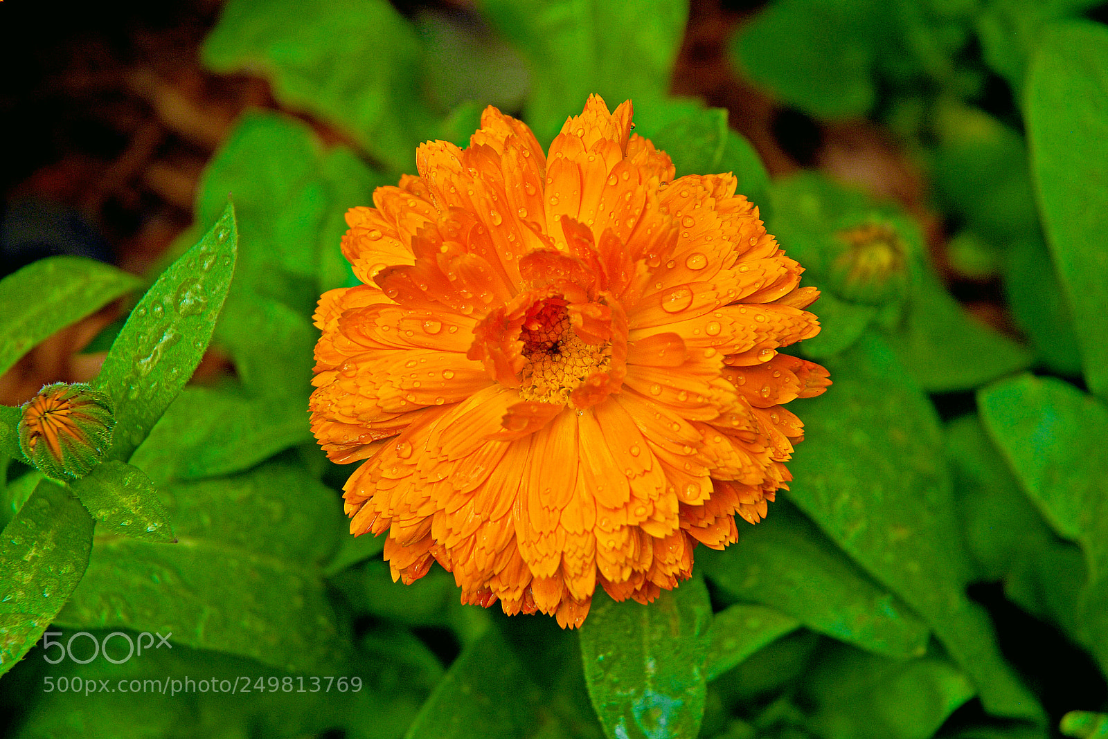 Nikon D200 sample photo. Orange mum photography