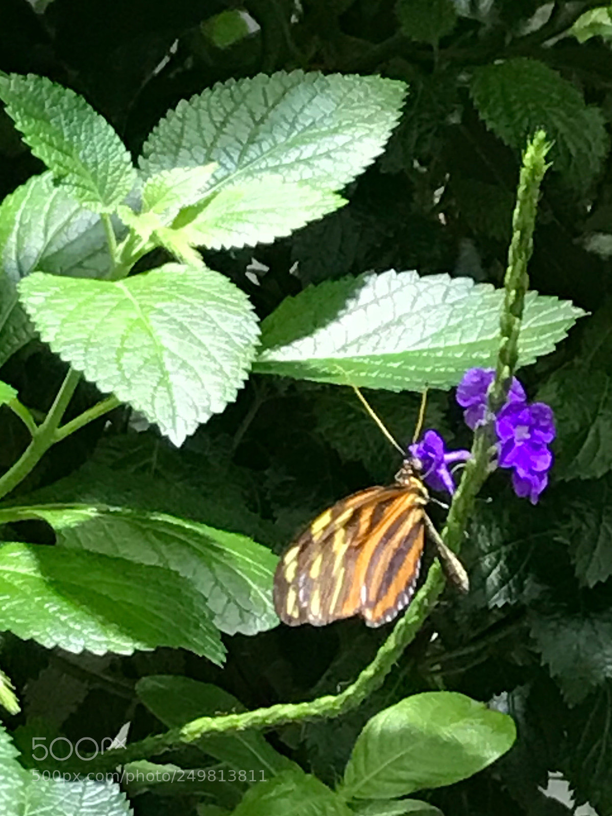Apple iPhone 7 sample photo. Butterfly  photography