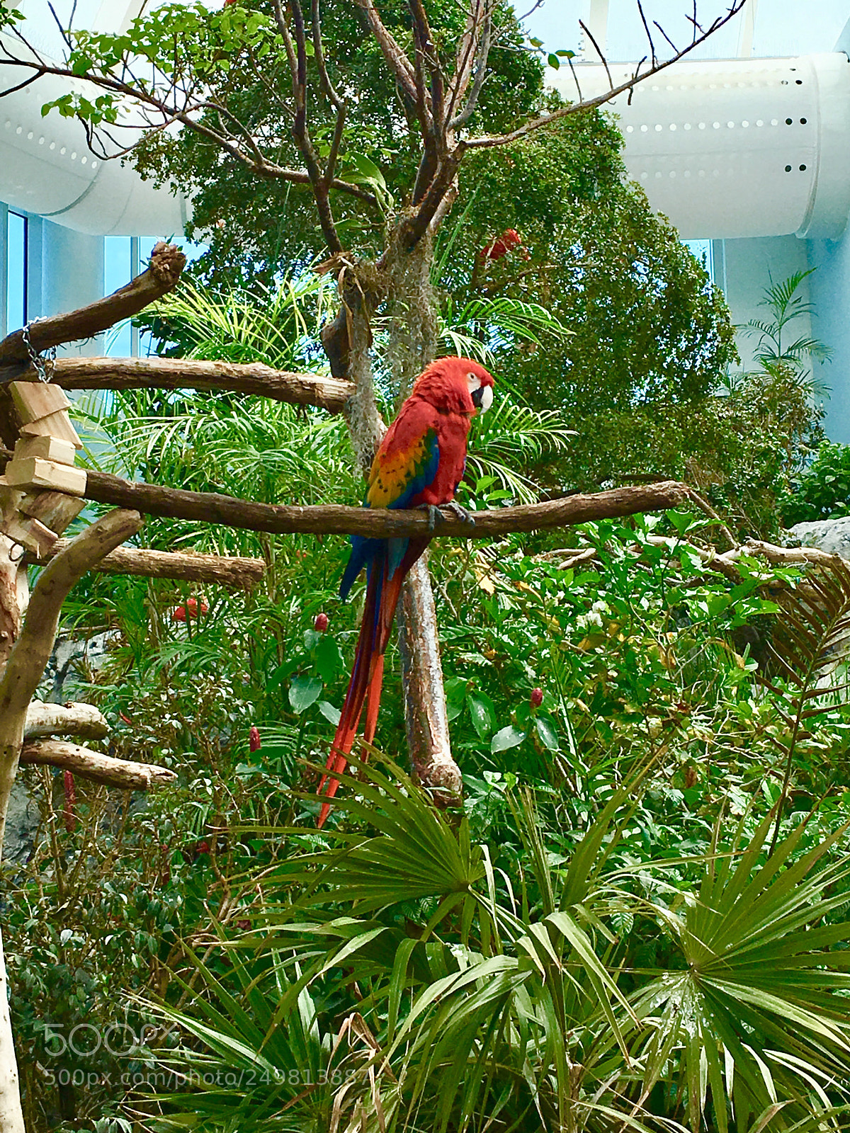 Apple iPhone SE sample photo. Guacamaya. photography