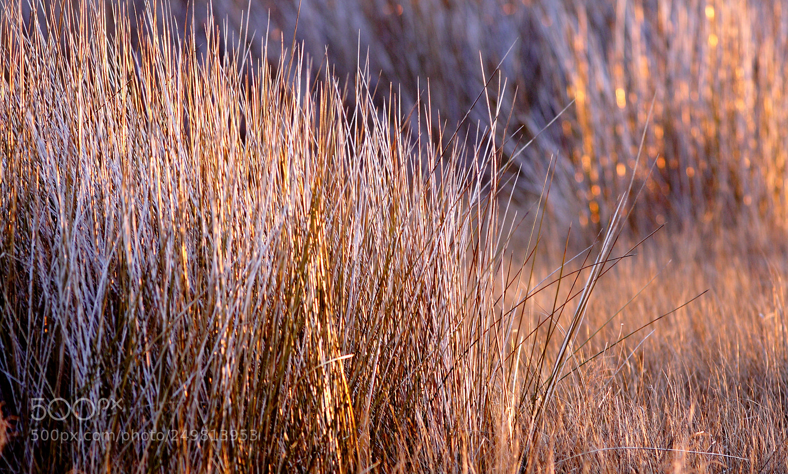 Canon EOS 350D (EOS Digital Rebel XT / EOS Kiss Digital N) sample photo. Salt marsh at sunrise photography