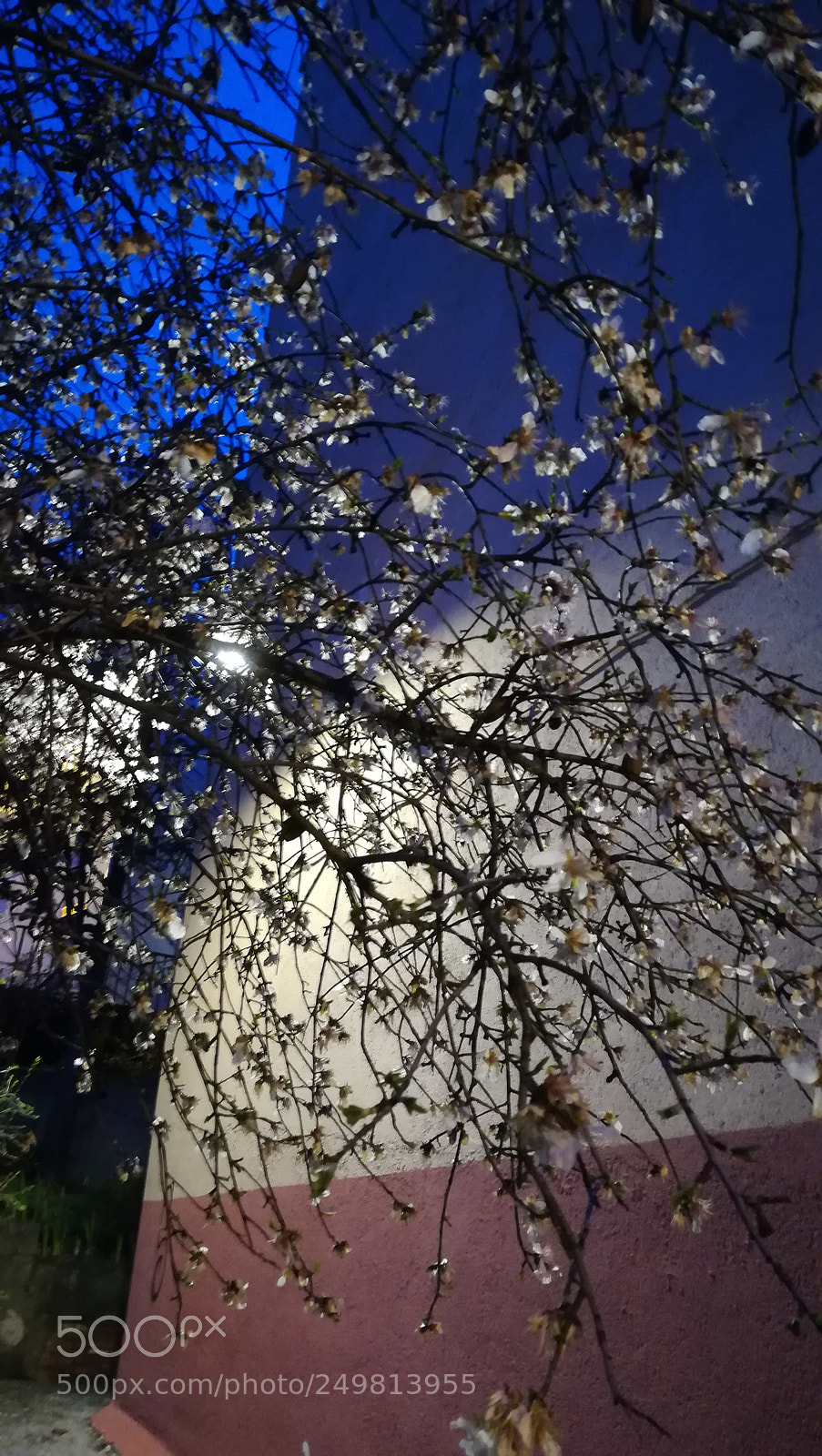 HUAWEI PRA-LX1 sample photo. Amanecer de las flores photography