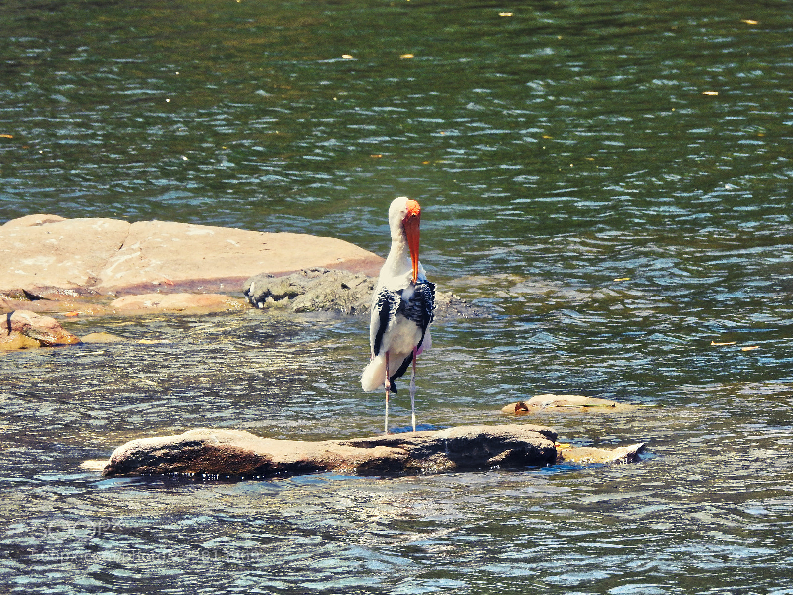 Nikon Coolpix P900 sample photo. Wood stork bird photography
