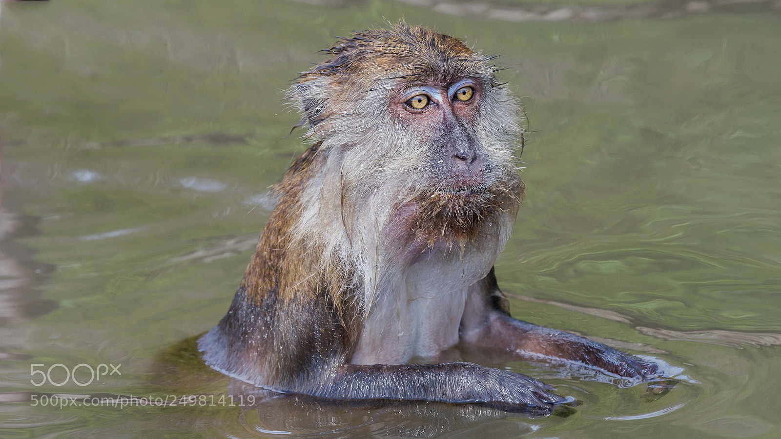 Nikon D500 sample photo. Crab-eating macaque photography