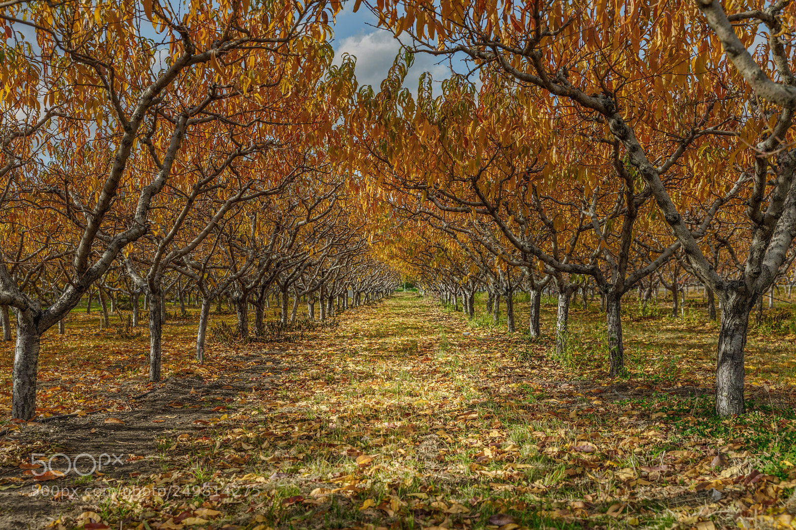 Canon EOS 5D Mark IV sample photo. Cherry orchard in the photography