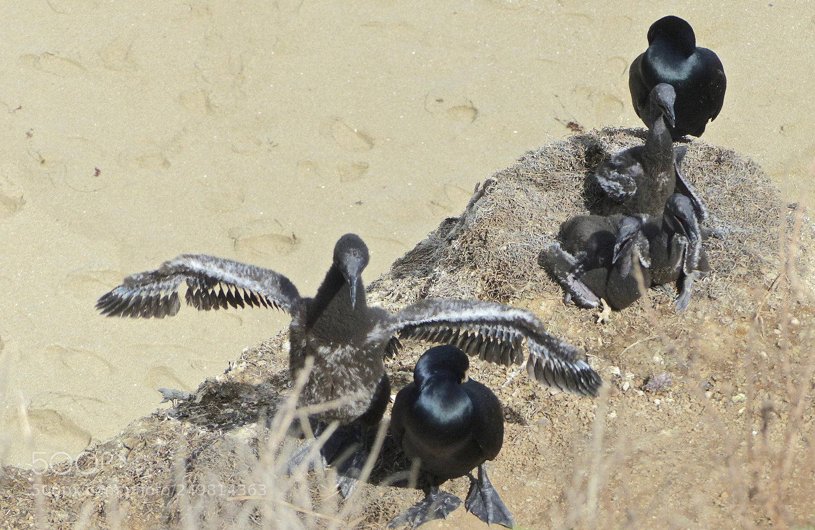 Panasonic Lumix DMC-FZ200 sample photo. Emerging flight feathers photography