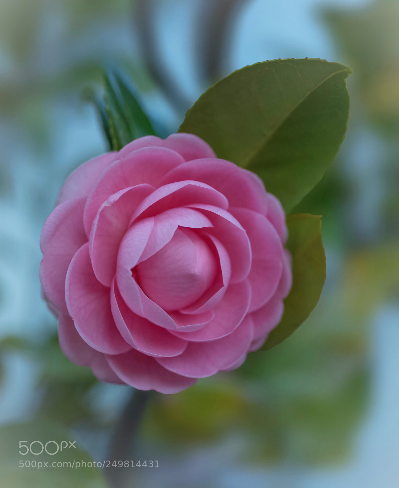 Nikon D800E sample photo. Camellia photography
