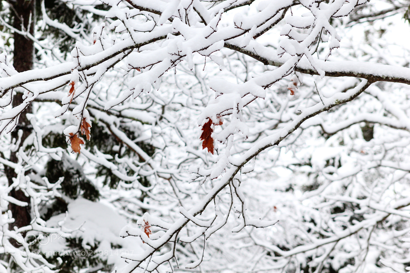 Canon EOS 60D sample photo. Lonely leaf photography