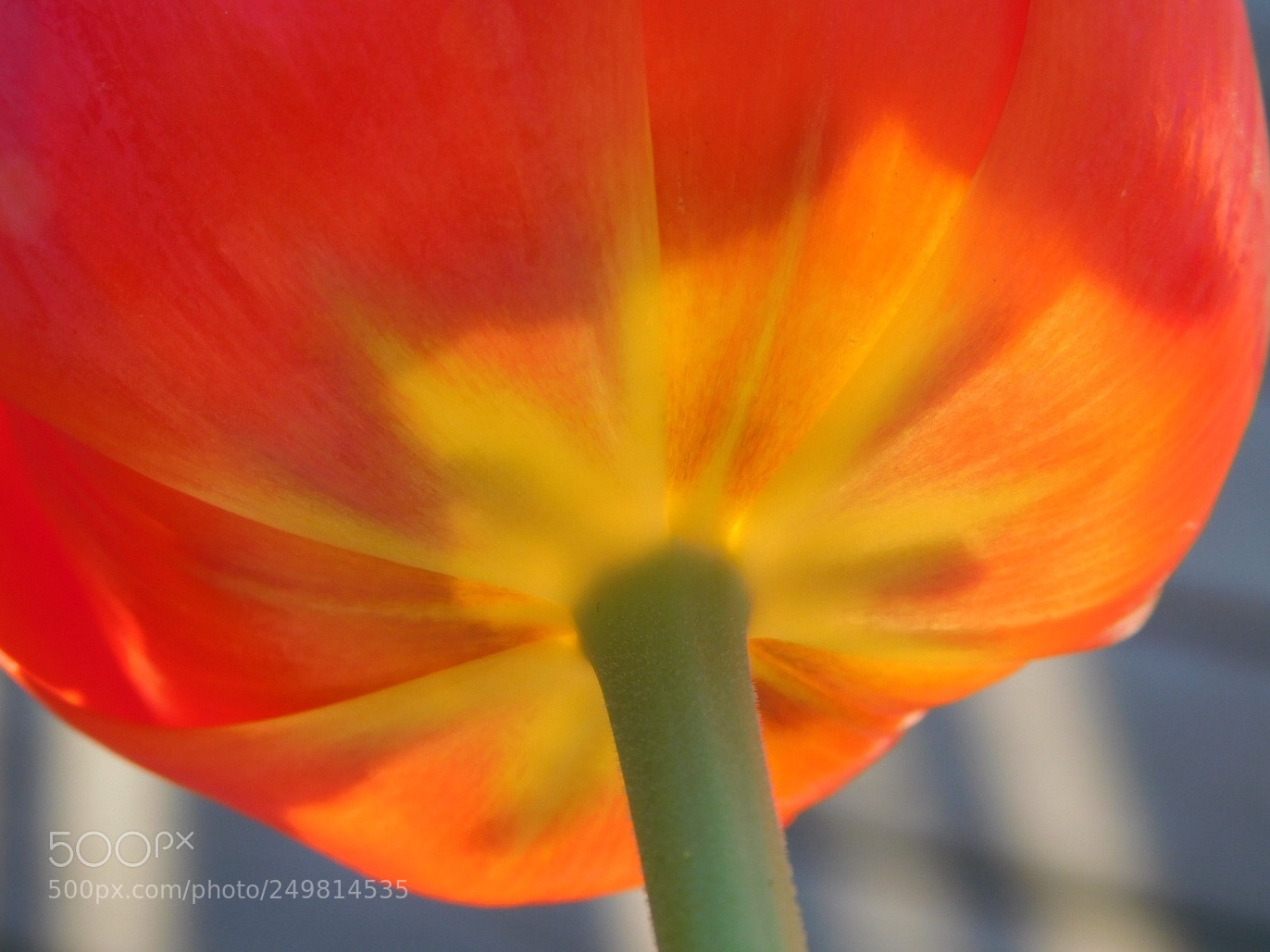 Nikon Coolpix B500 sample photo. Under the tulip photography