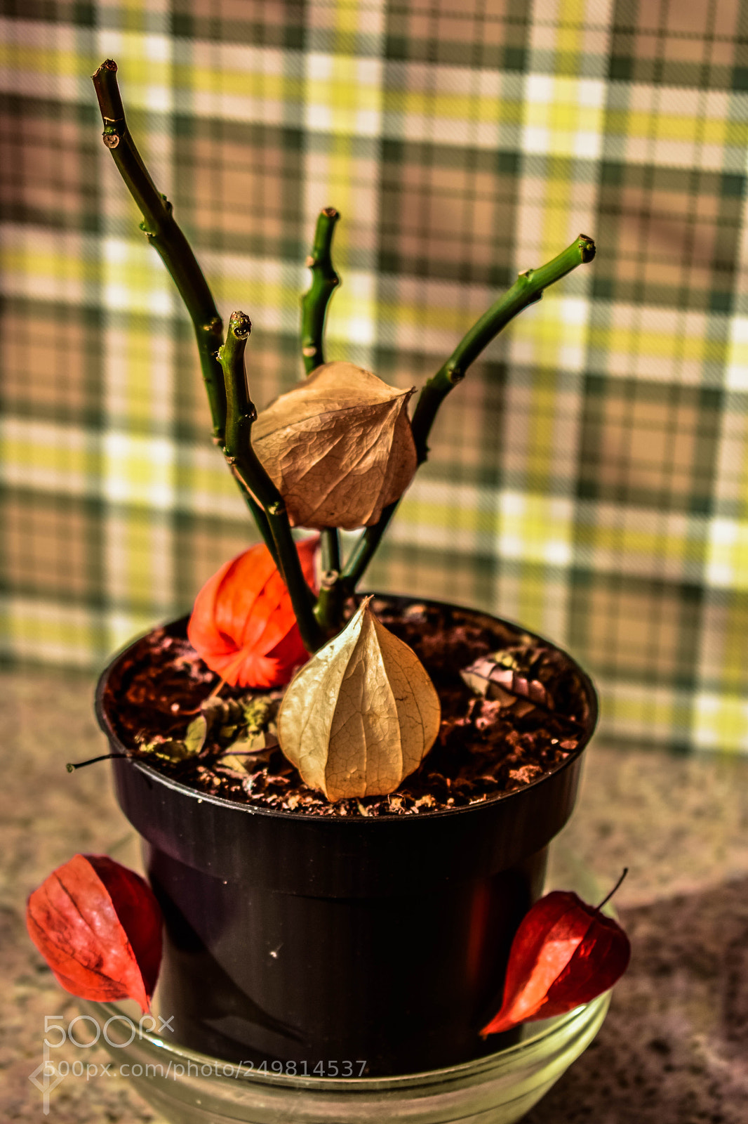 Nikon D5300 sample photo. Flower afterlife photography