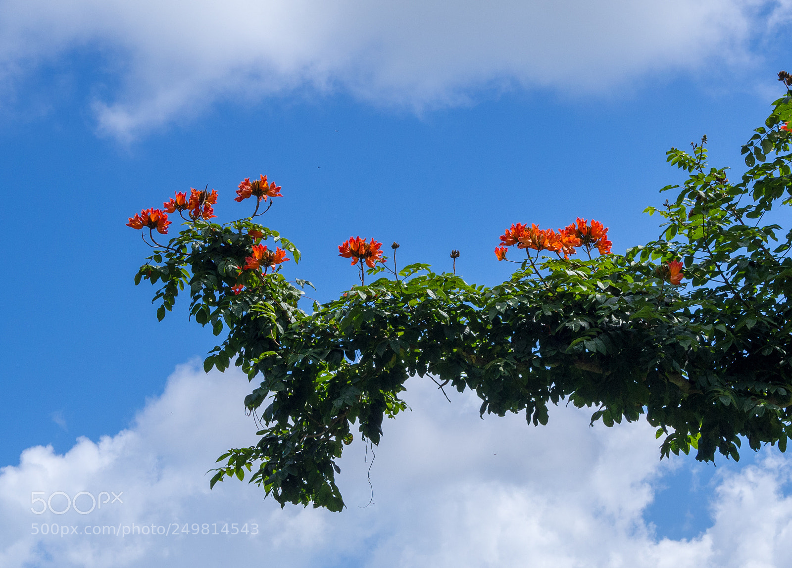 Olympus OM-D E-M10 II sample photo. Yunque remix - tree photography