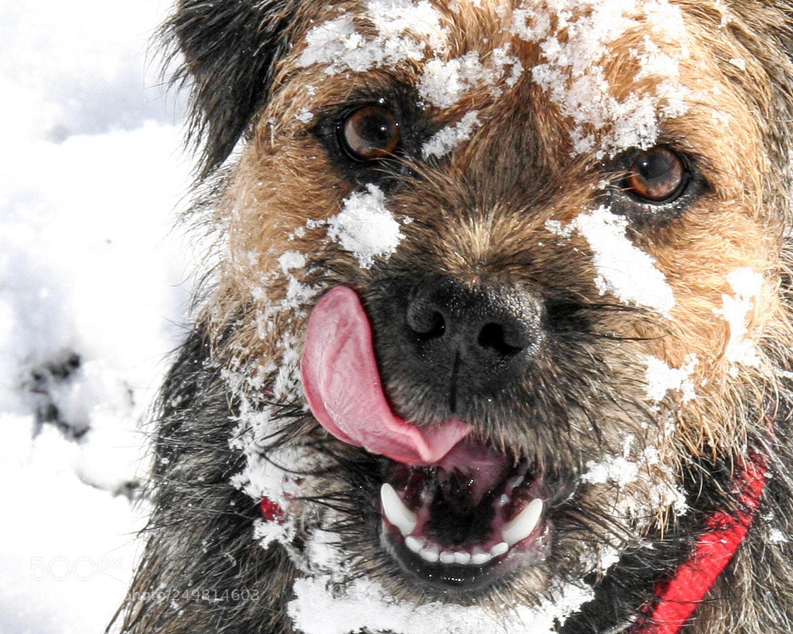 Canon EOS 20D sample photo. Border terrier dog in photography