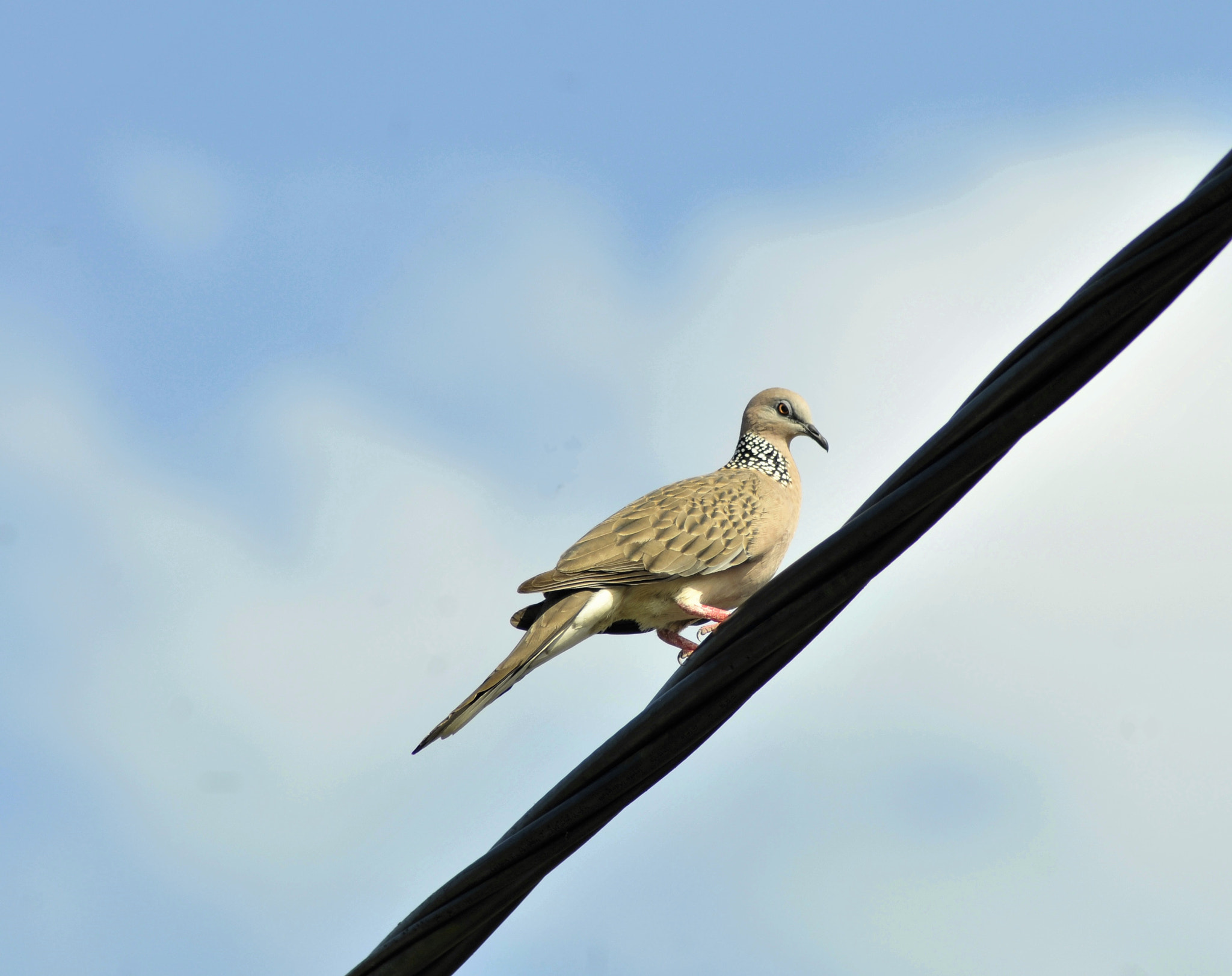 Nikon D300 + Nikon AF Nikkor 70-300mm F4-5.6G sample photo. Miss pigeon - spotted dove photography