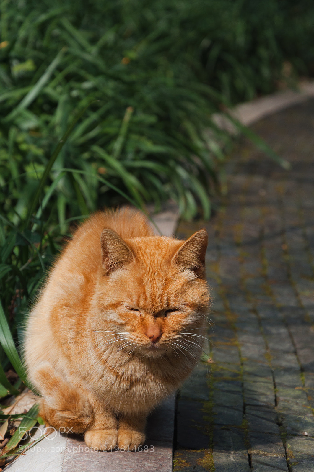 Nikon D90 sample photo. Fluffy orange cat photography