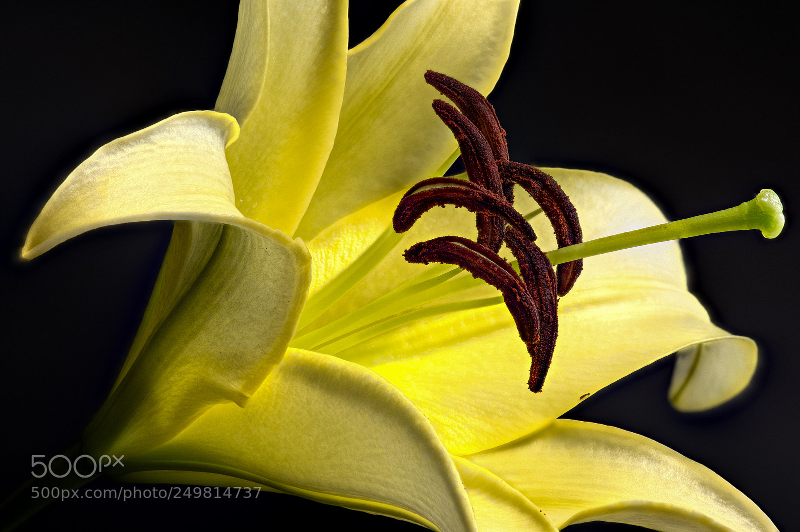Nikon D4S sample photo. Lily photography