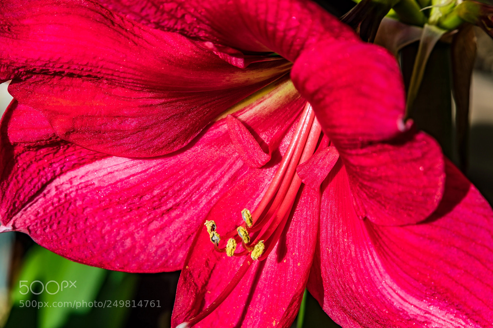 Canon EOS 5D Mark IV sample photo. Rush of red photography