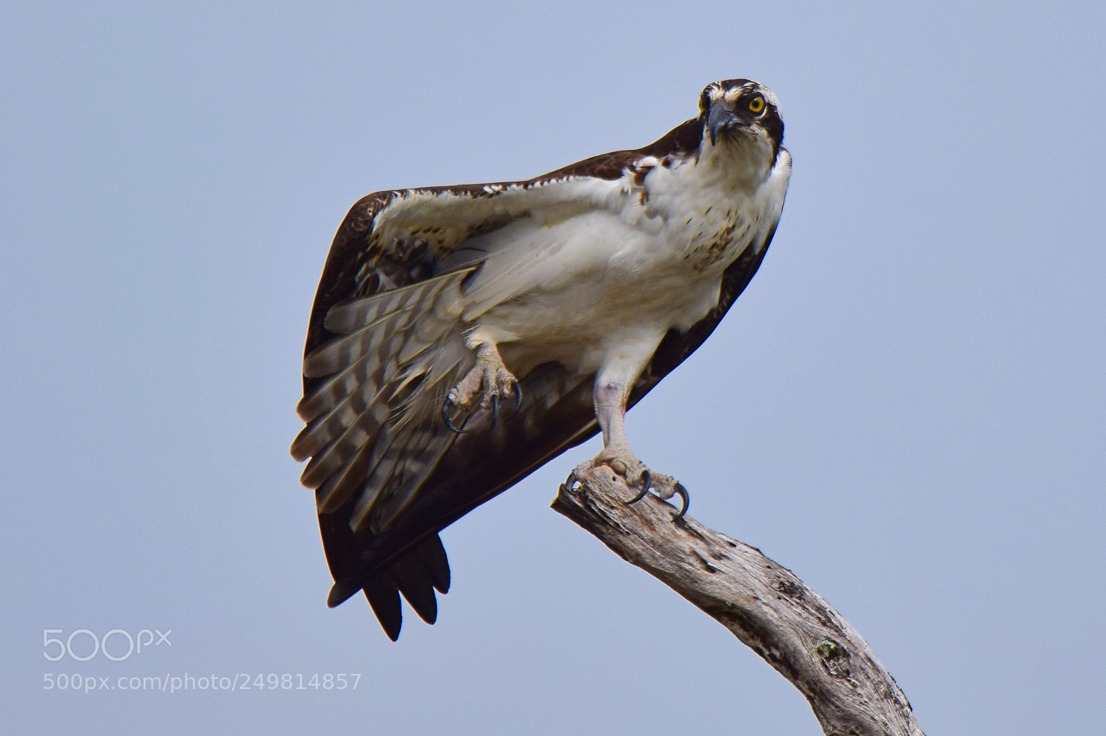Nikon D5300 sample photo. Osprey cha cha slide photography