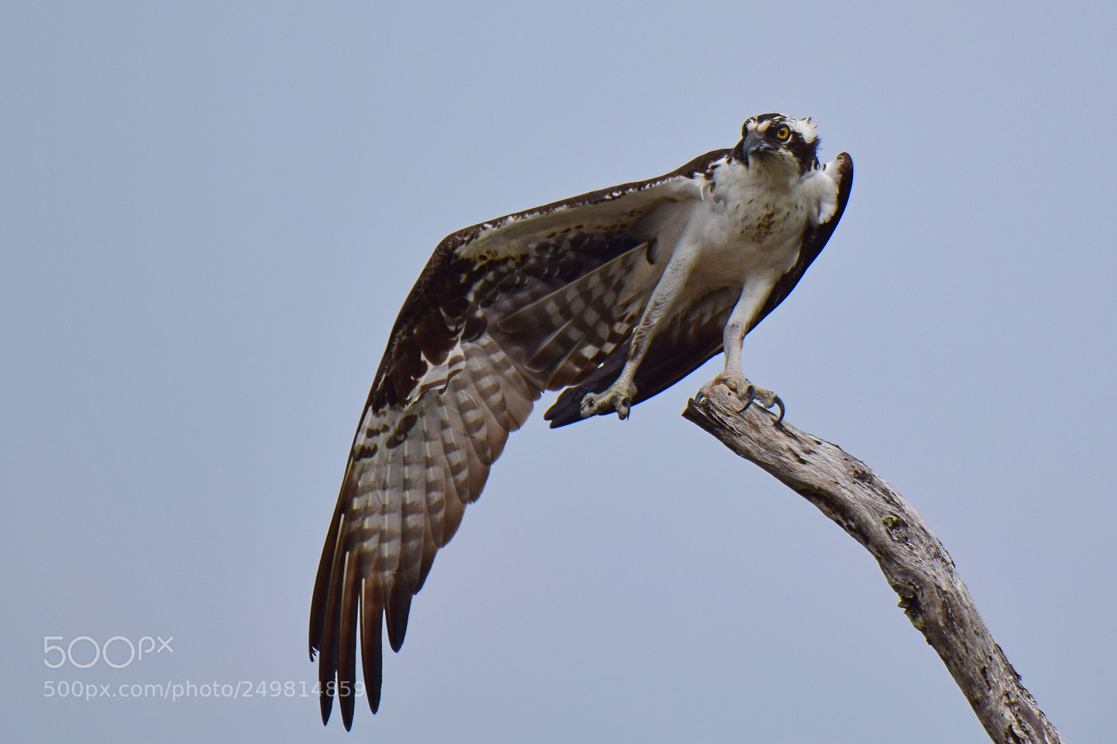 Nikon D5300 sample photo. Osprey hokey pokey photography