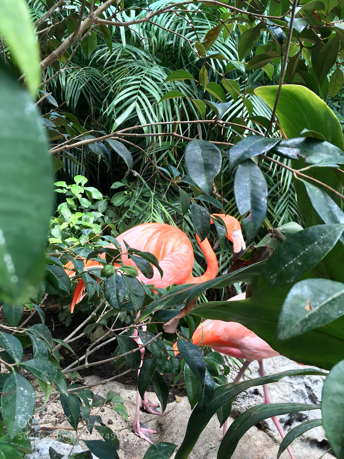 Apple iPhone SE sample photo. Flamingo. photography