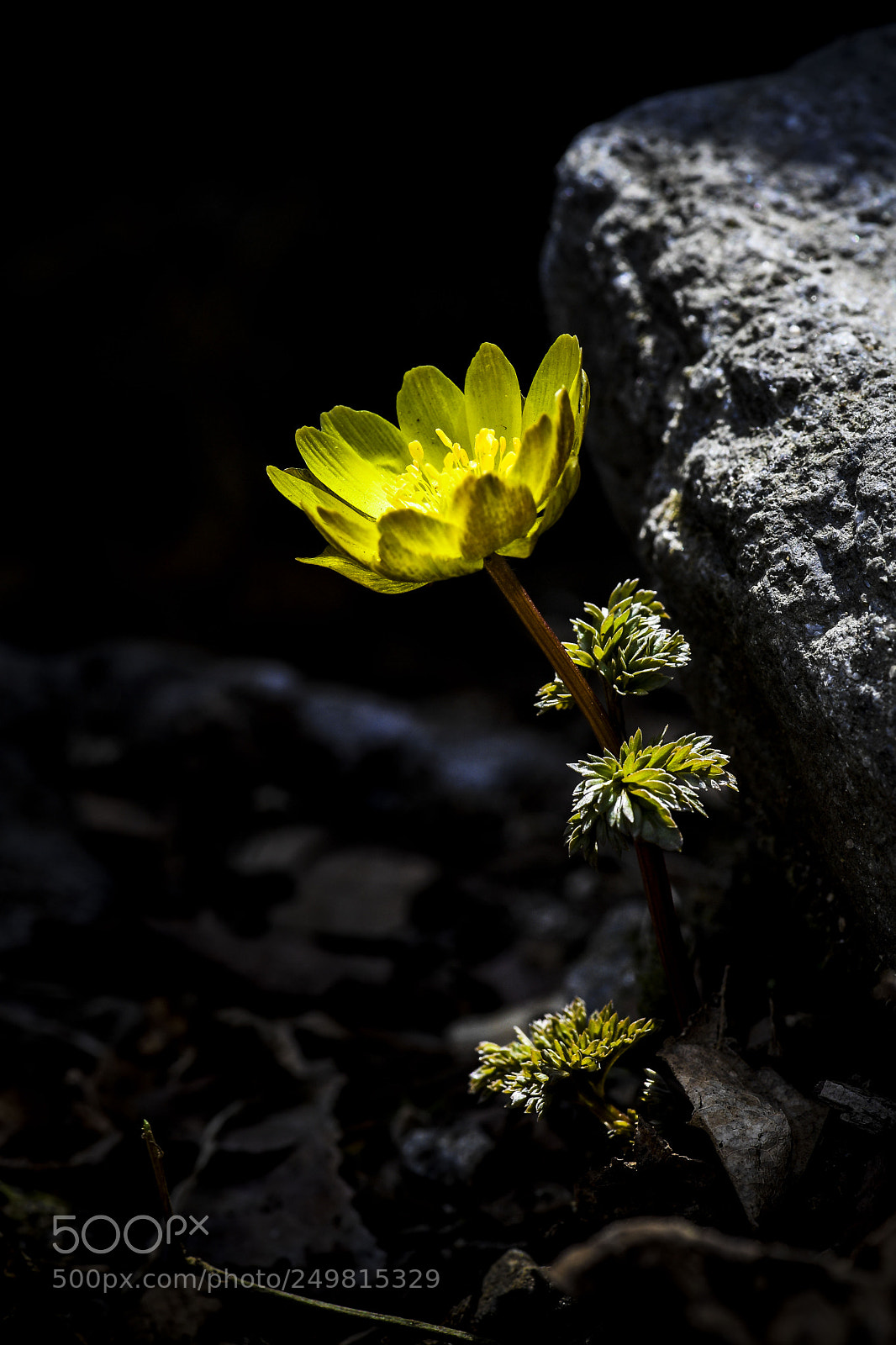 Nikon D5 sample photo. A repeat order photography