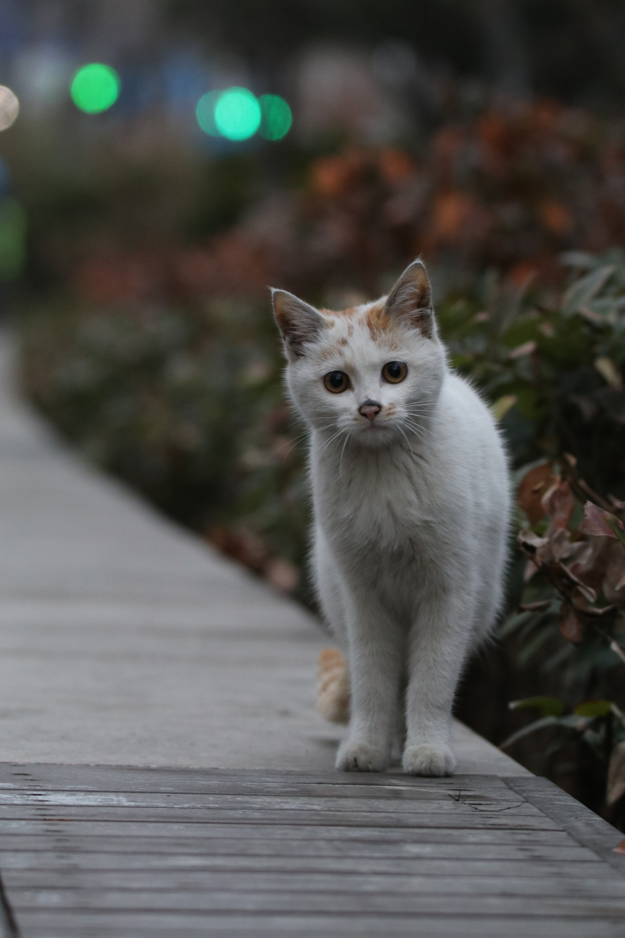 Tamron SP 150-600mm F5-6.3 Di VC USD sample photo. 好奇猫curious cat photography