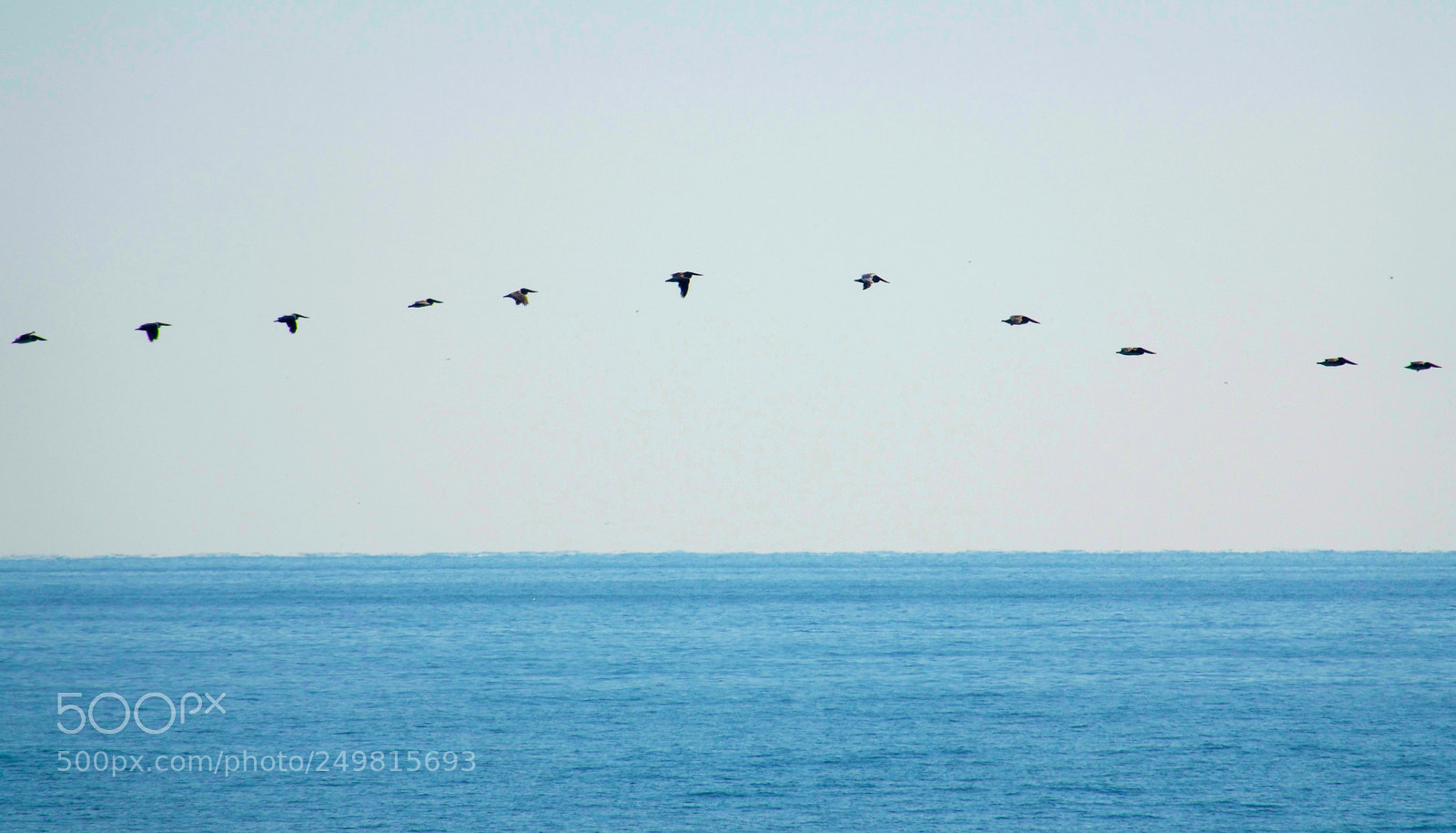 Sony Cyber-shot DSC-RX10 III sample photo. Birds in flight photography