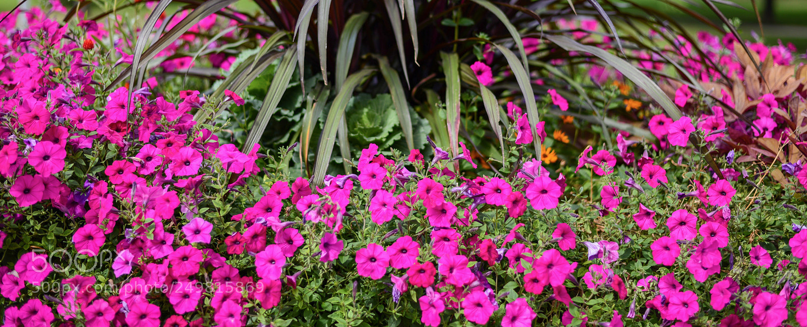Nikon D600 sample photo. Multitude  photography