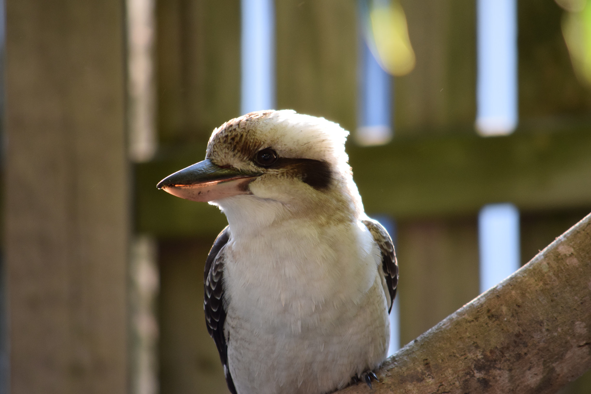 Nikon D3300 sample photo. Kookaburra photography