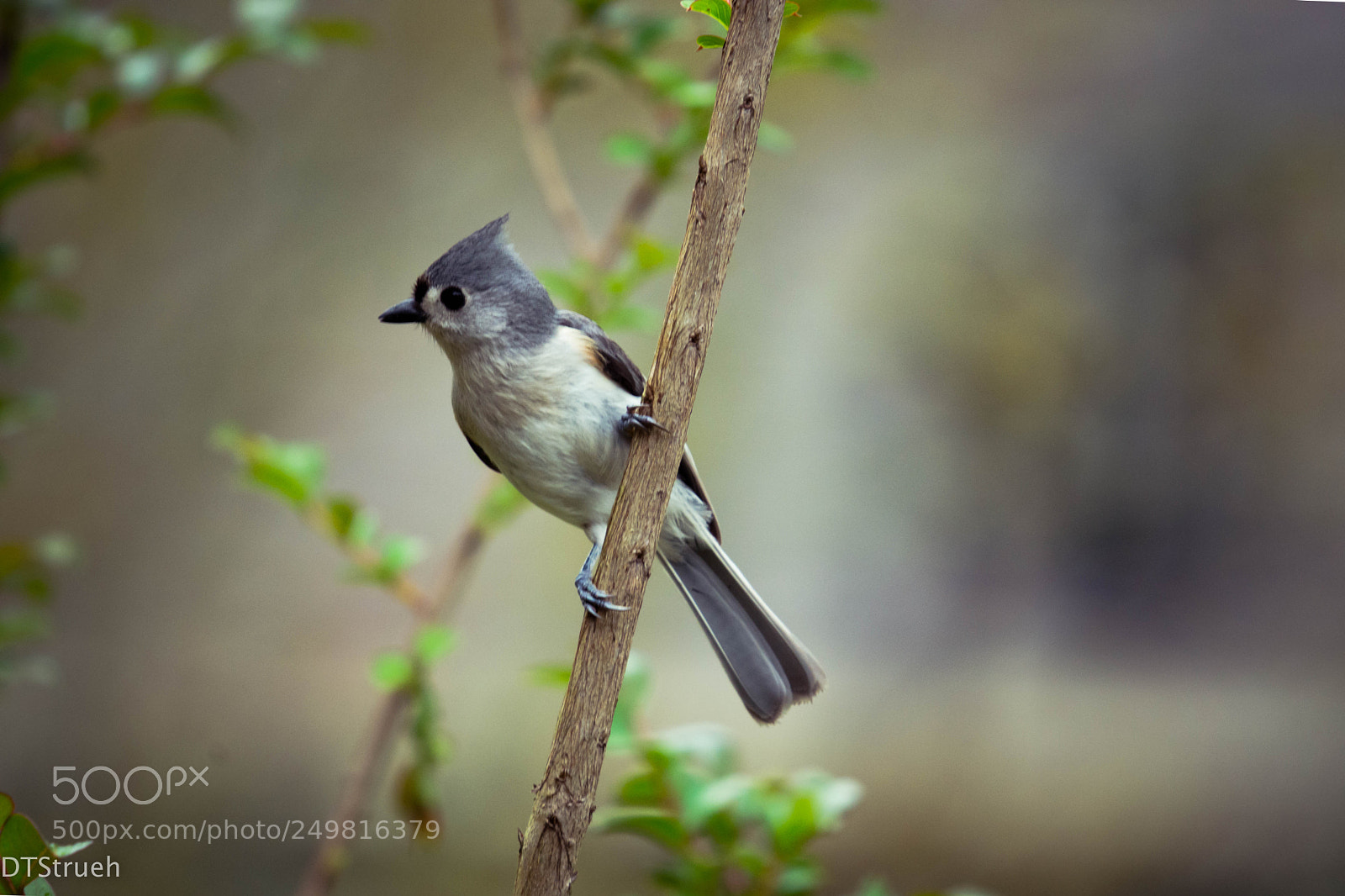 Nikon D7200 sample photo. Tufted titmouse photography