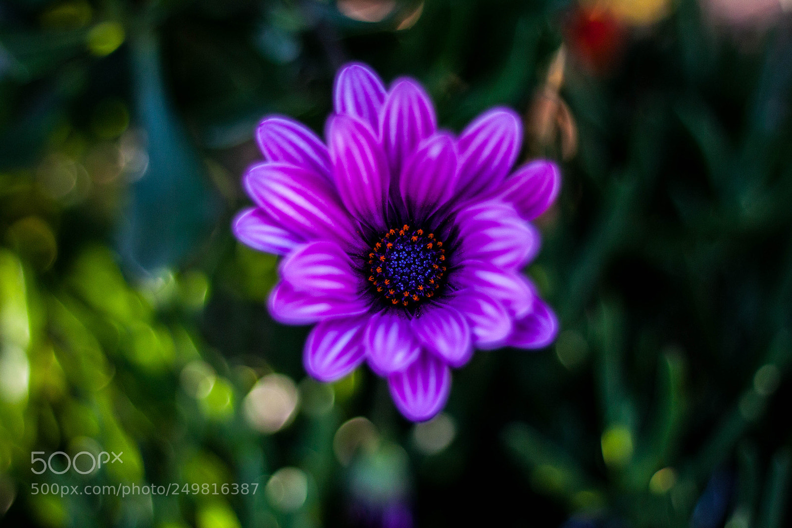 Canon EOS 50D sample photo. Purple flower photography