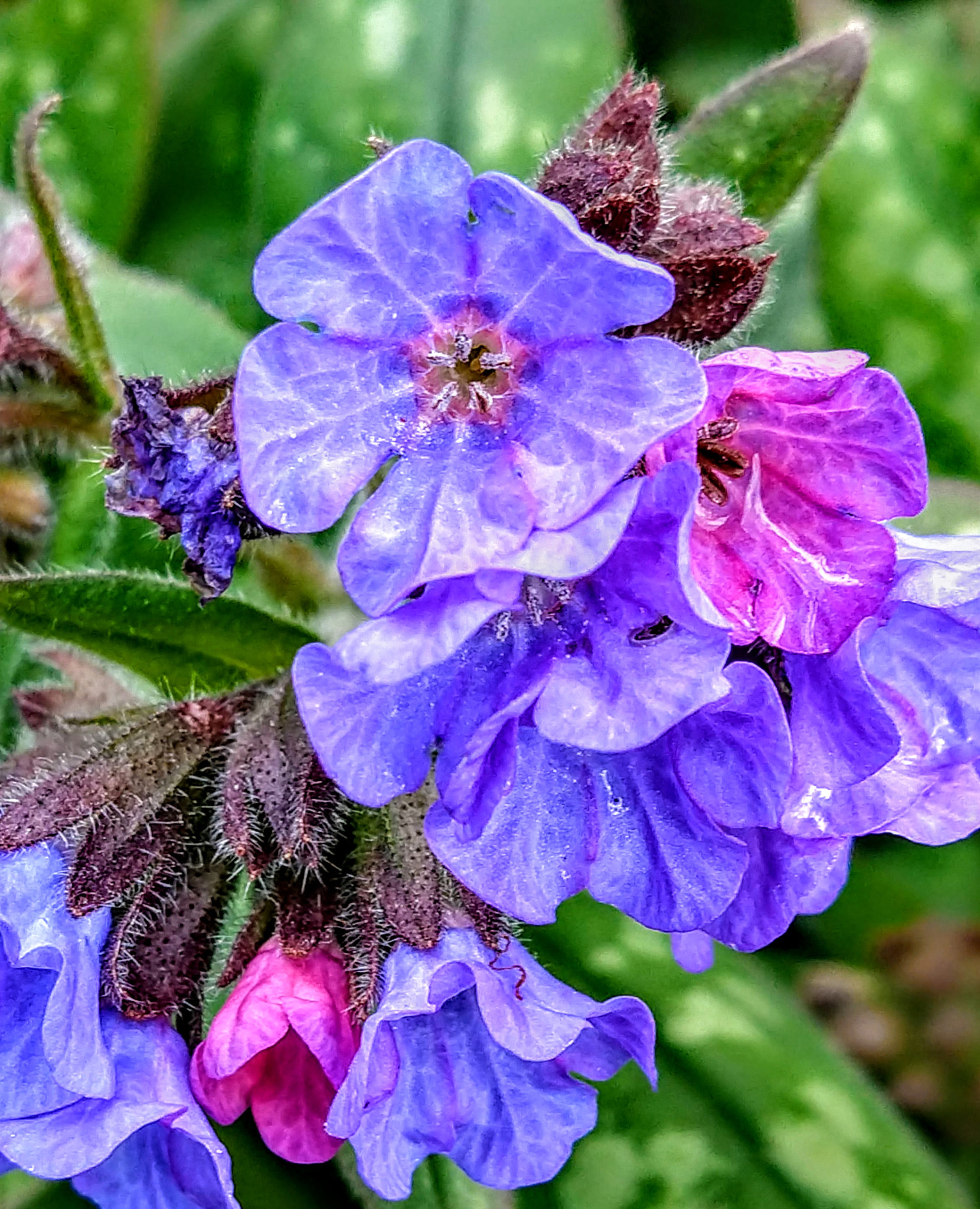 Motorola moto x4 sample photo. Mi color favorito photography