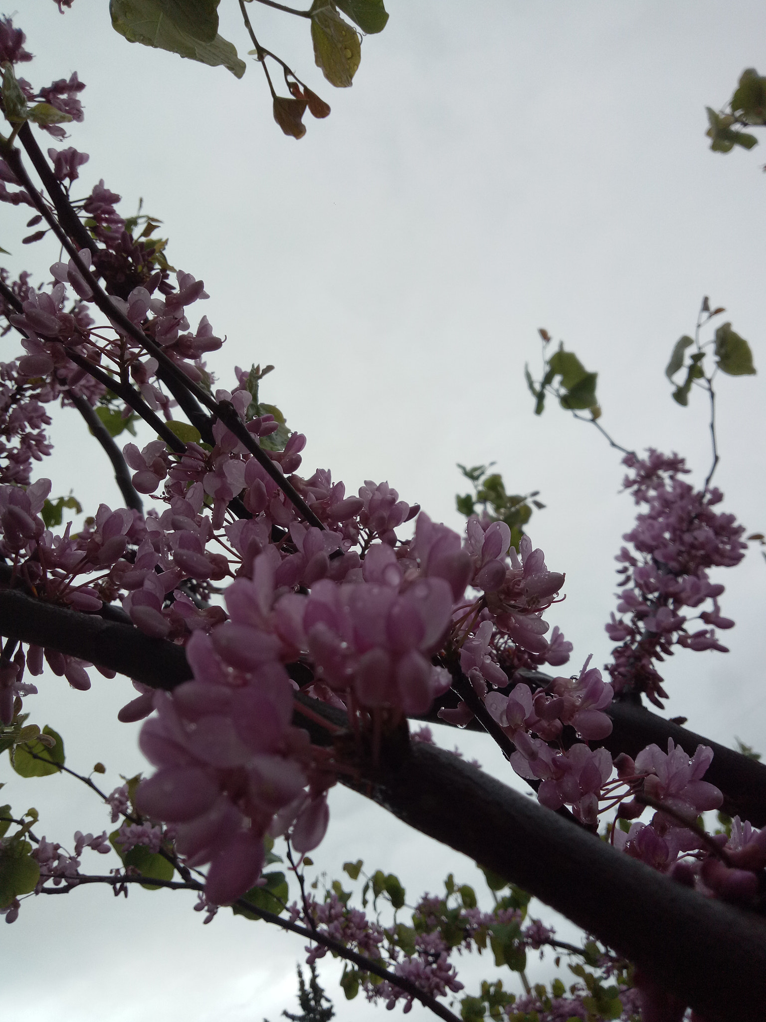 OPPO CPH1609 sample photo