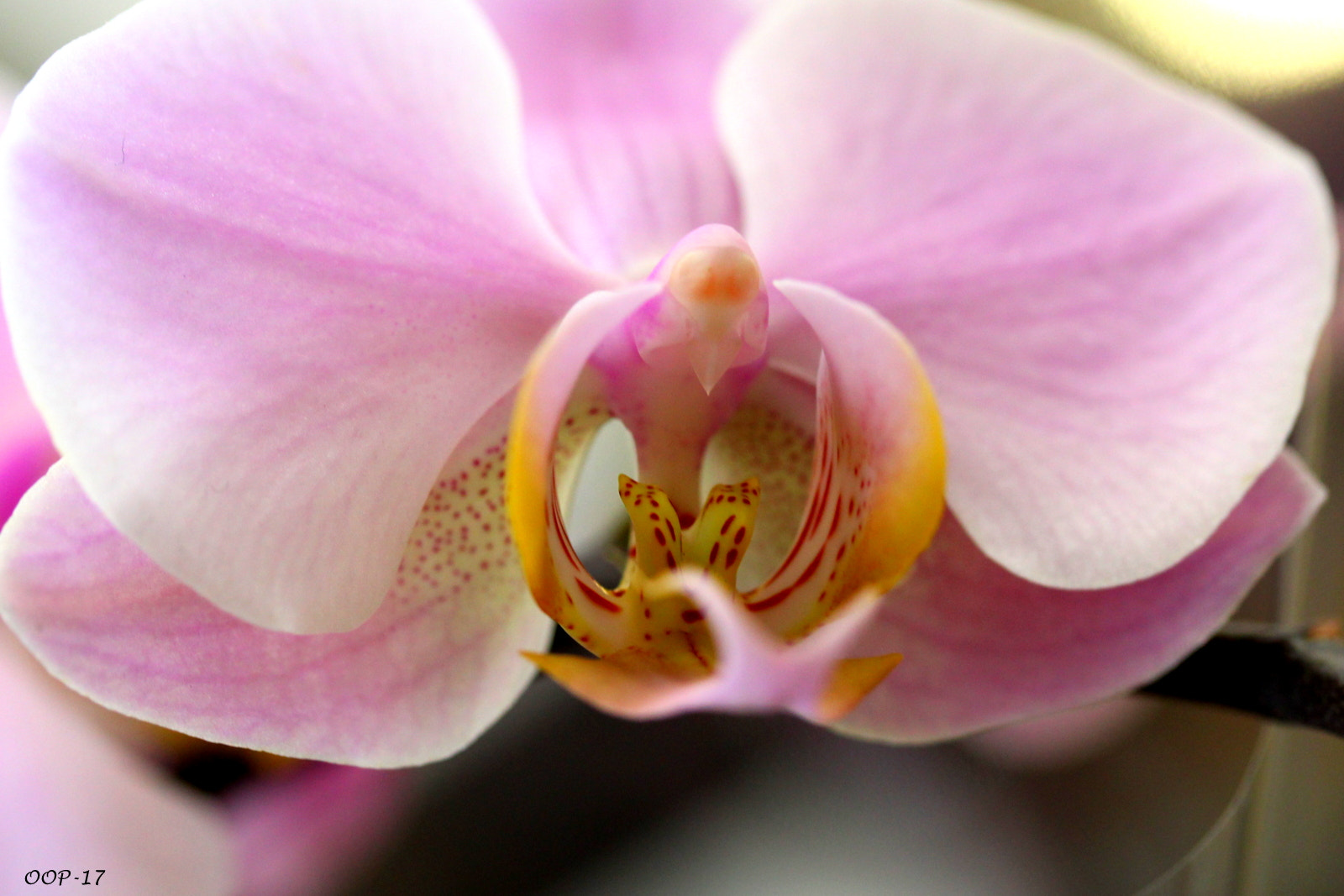Canon EF-S 60mm F2.8 Macro USM sample photo. Img photography