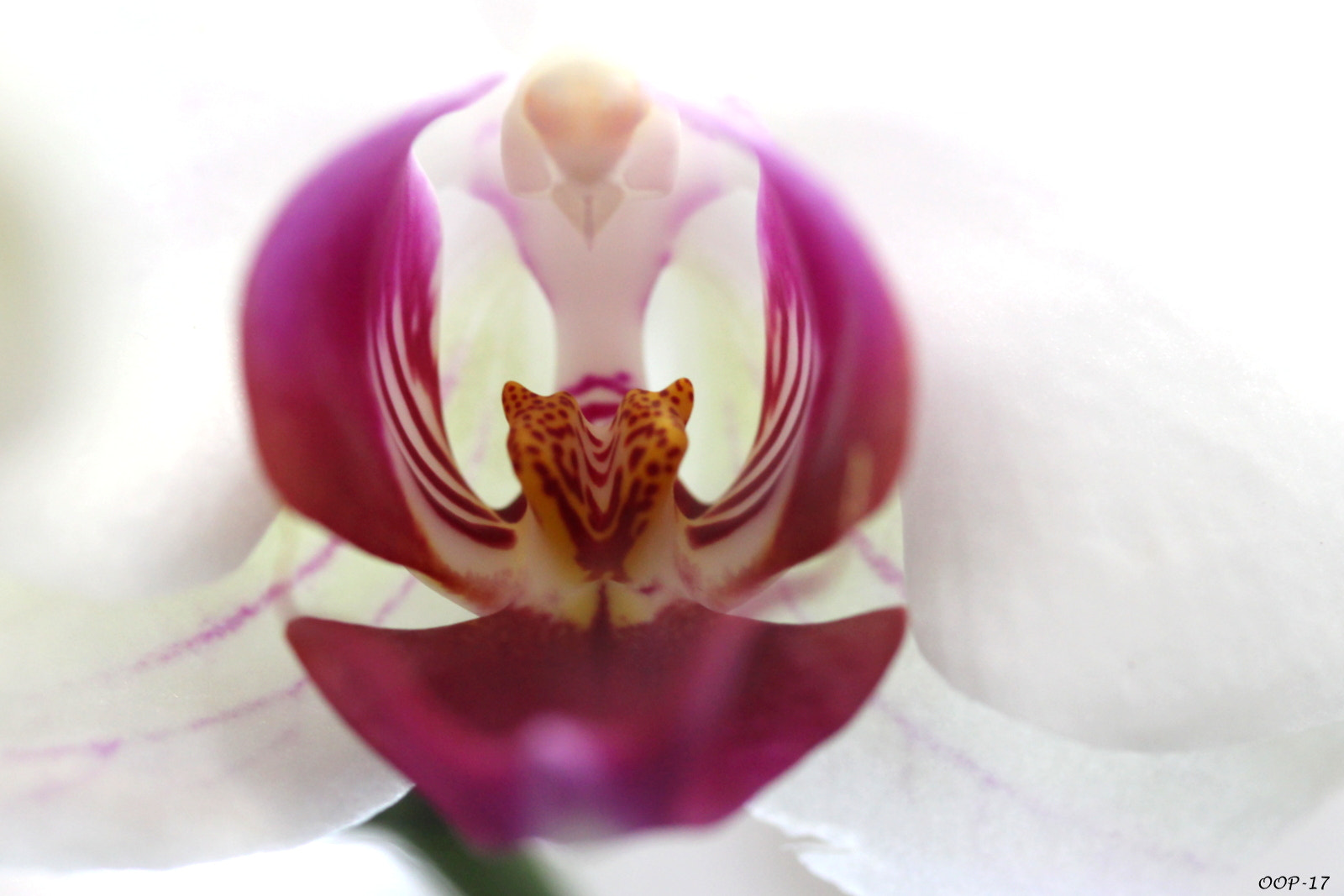Canon EF-S 60mm F2.8 Macro USM sample photo. Img photography