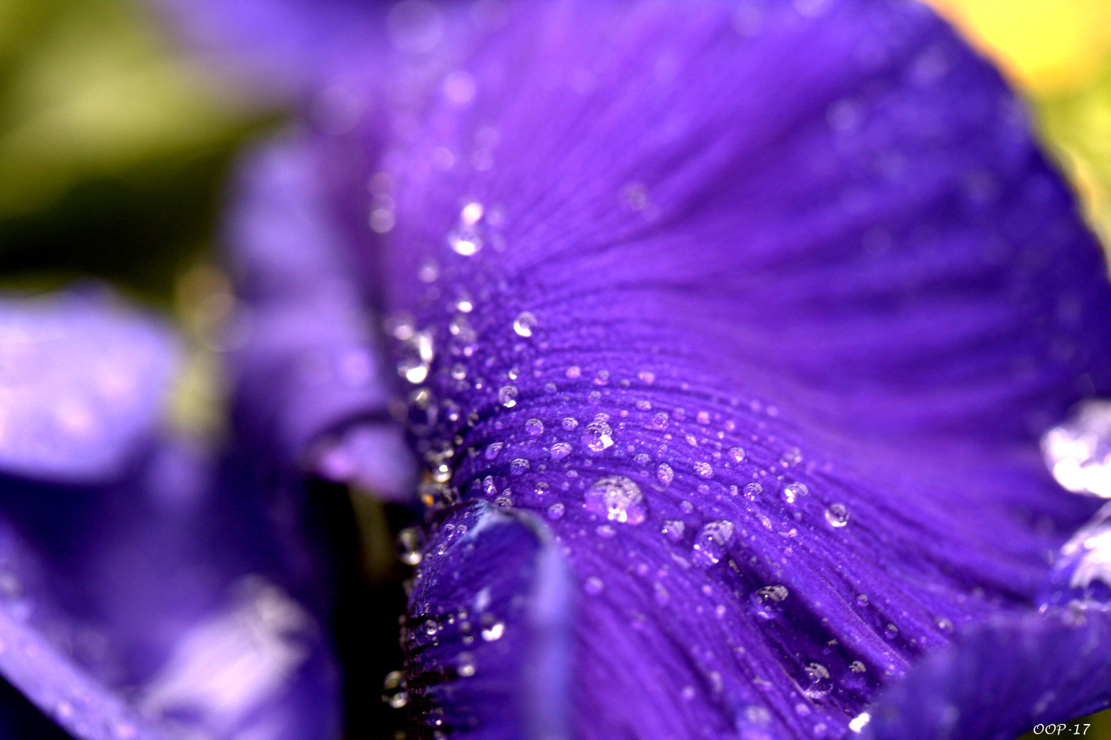 Canon EF-S 60mm F2.8 Macro USM sample photo. Img photography