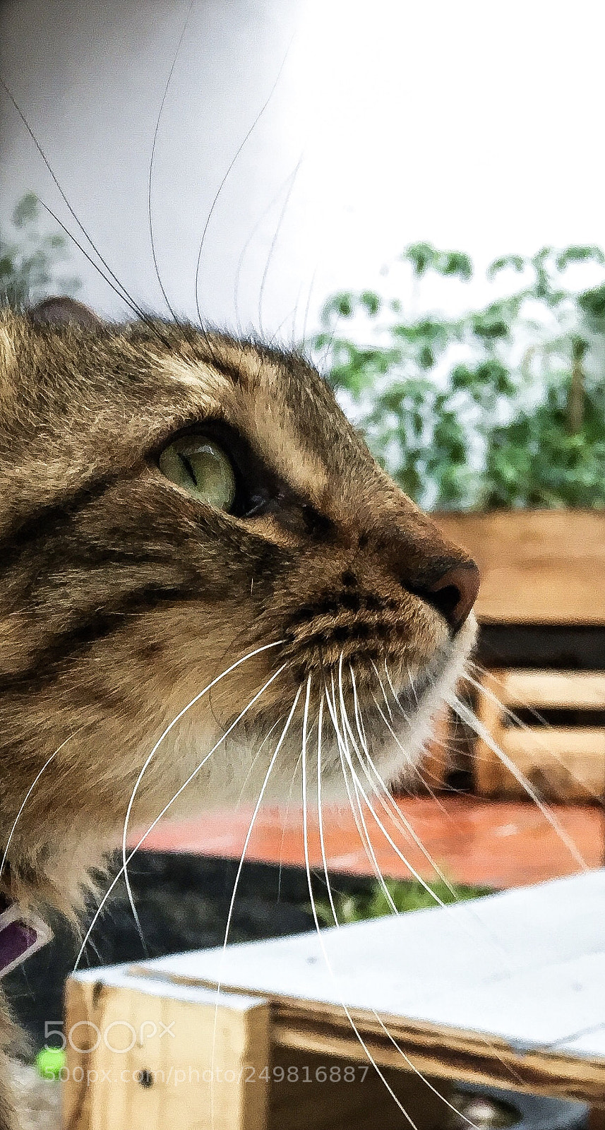 Apple iPhone 6s sample photo. El catfesito photography