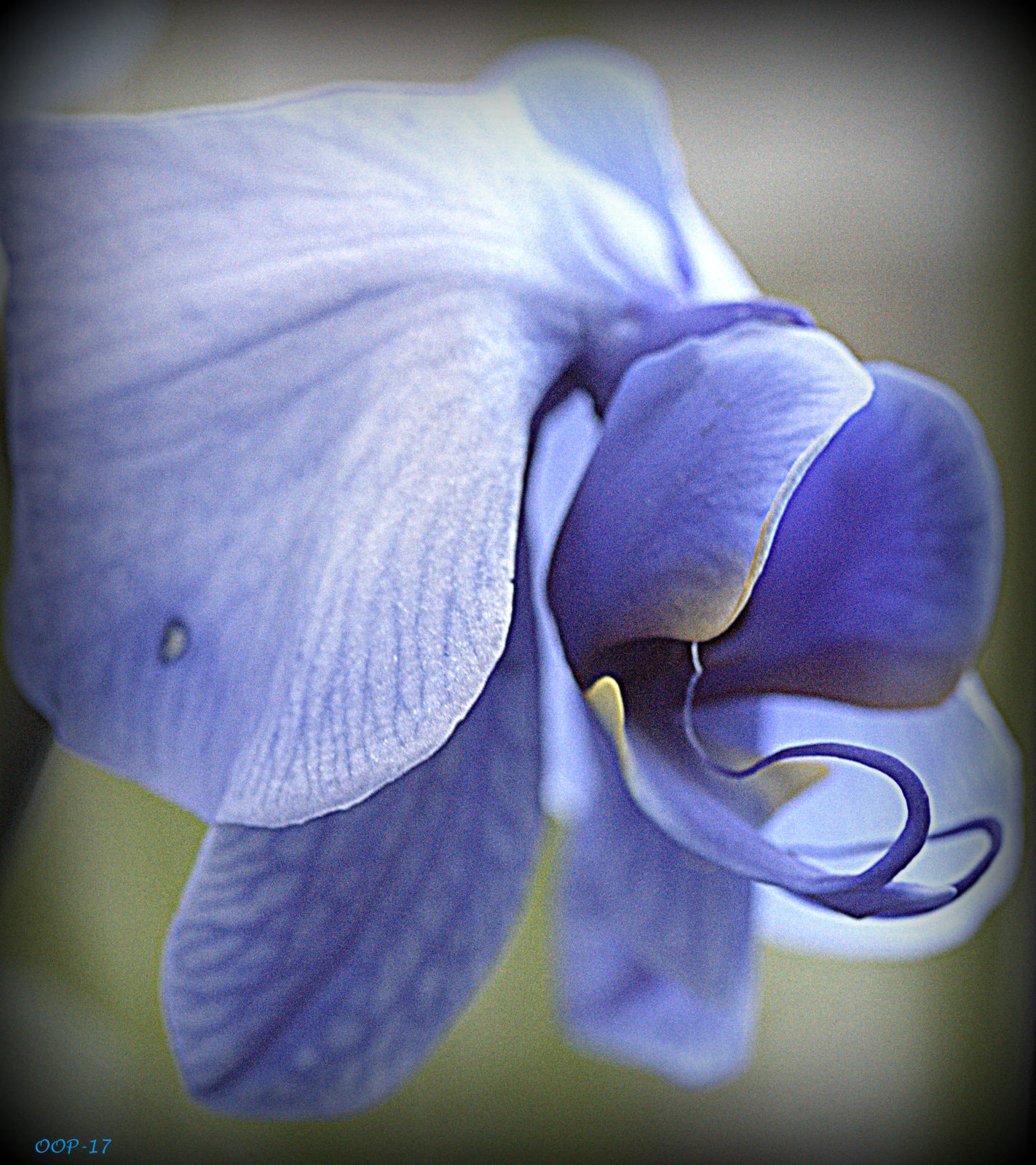 Canon EF-S 60mm F2.8 Macro USM sample photo. Img photography
