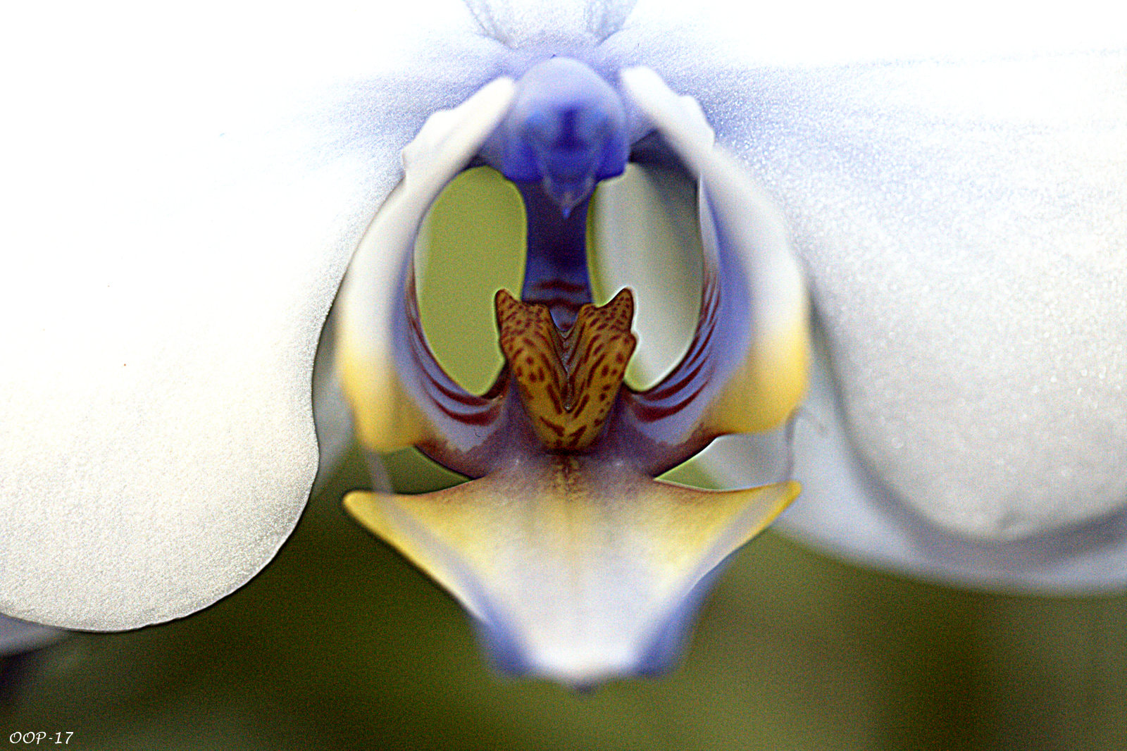 Canon EF-S 60mm F2.8 Macro USM sample photo. Img photography