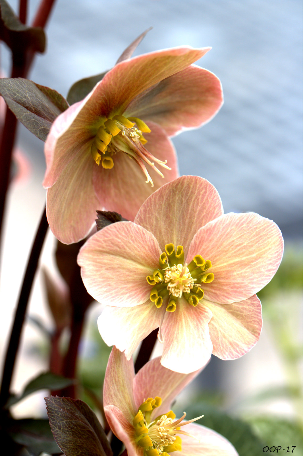 Canon EF-S 60mm F2.8 Macro USM sample photo. Img photography