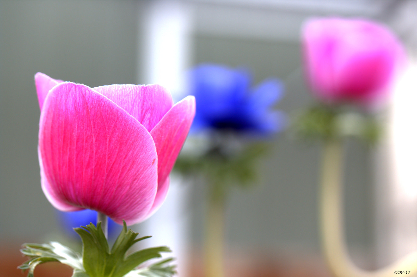 Canon EF-S 60mm F2.8 Macro USM sample photo. Img photography