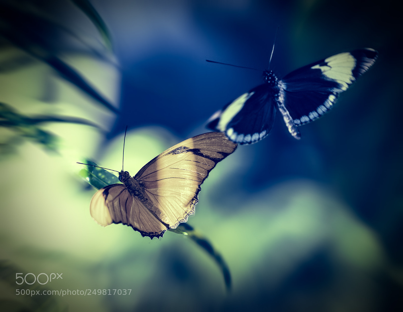 Sony a7R II sample photo. Butterflies in flight photography