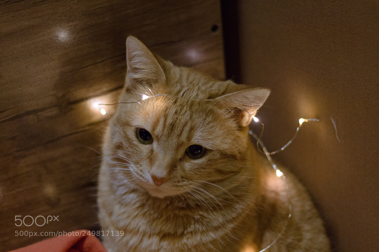 Canon EOS 700D (EOS Rebel T5i / EOS Kiss X7i) sample photo. Untitled photography