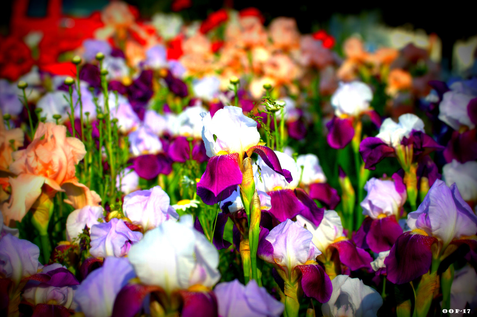 Canon EOS 600D (Rebel EOS T3i / EOS Kiss X5) sample photo. Ohio or bust () photography