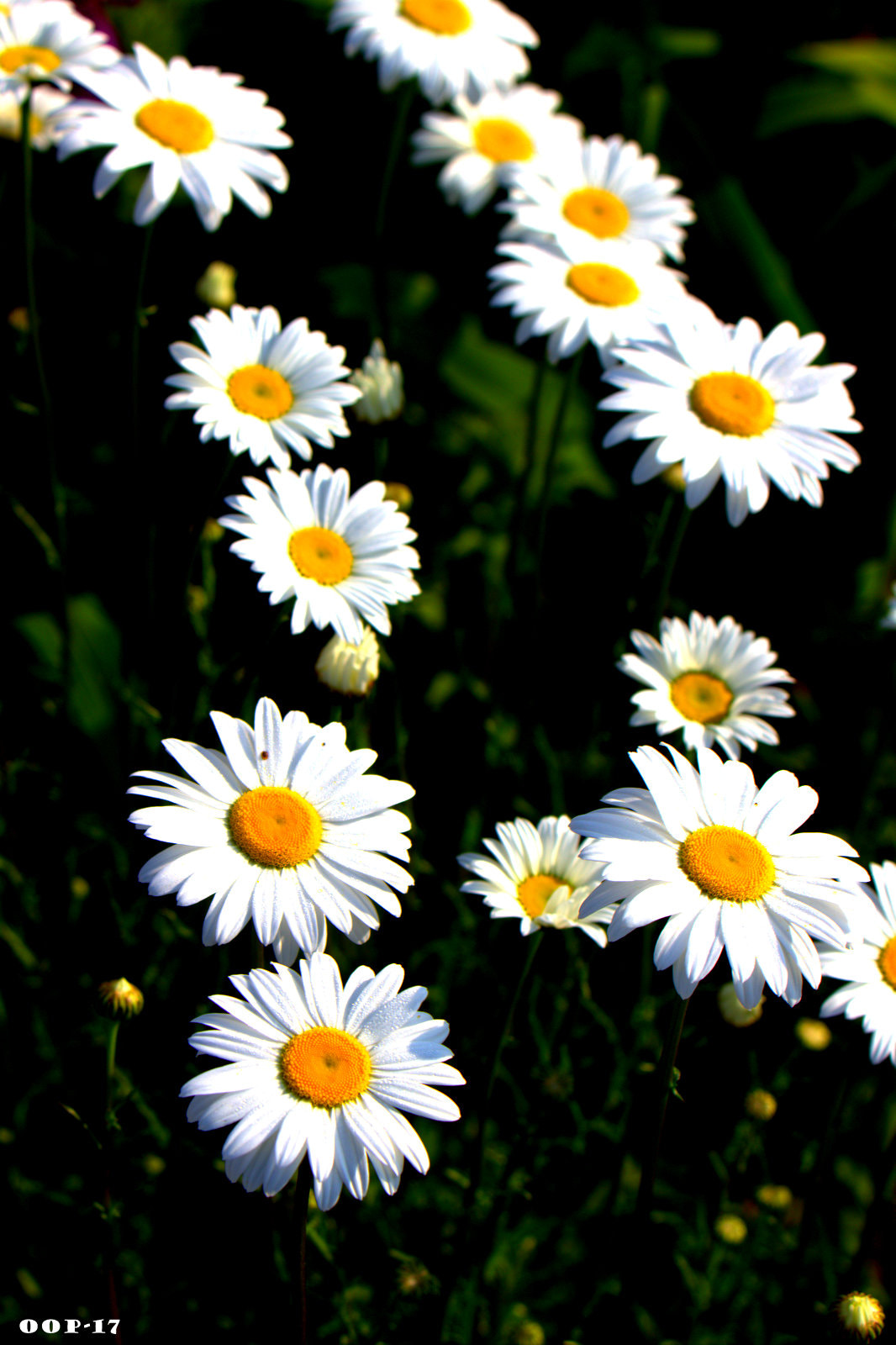 Canon EOS 600D (Rebel EOS T3i / EOS Kiss X5) sample photo. Ohio or bust () photography