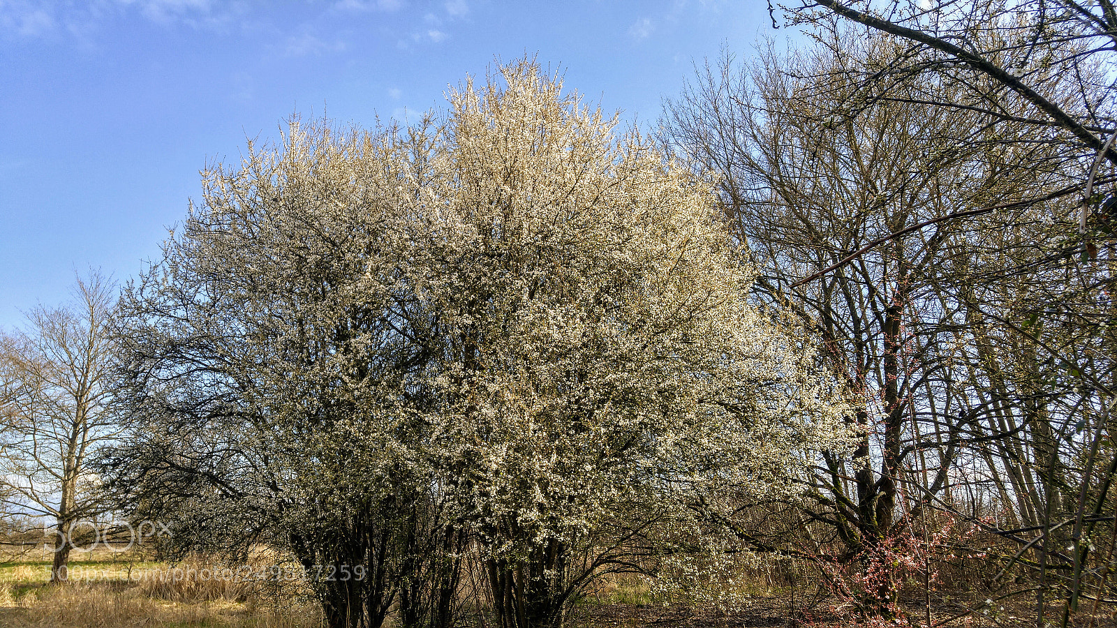 LG G4 sample photo. Full tree of blossoms photography