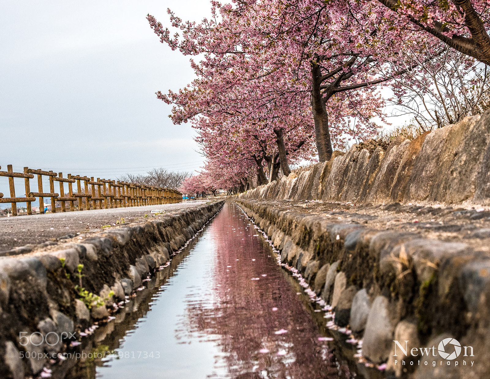Nikon D5300 sample photo. Cherry blossons photography
