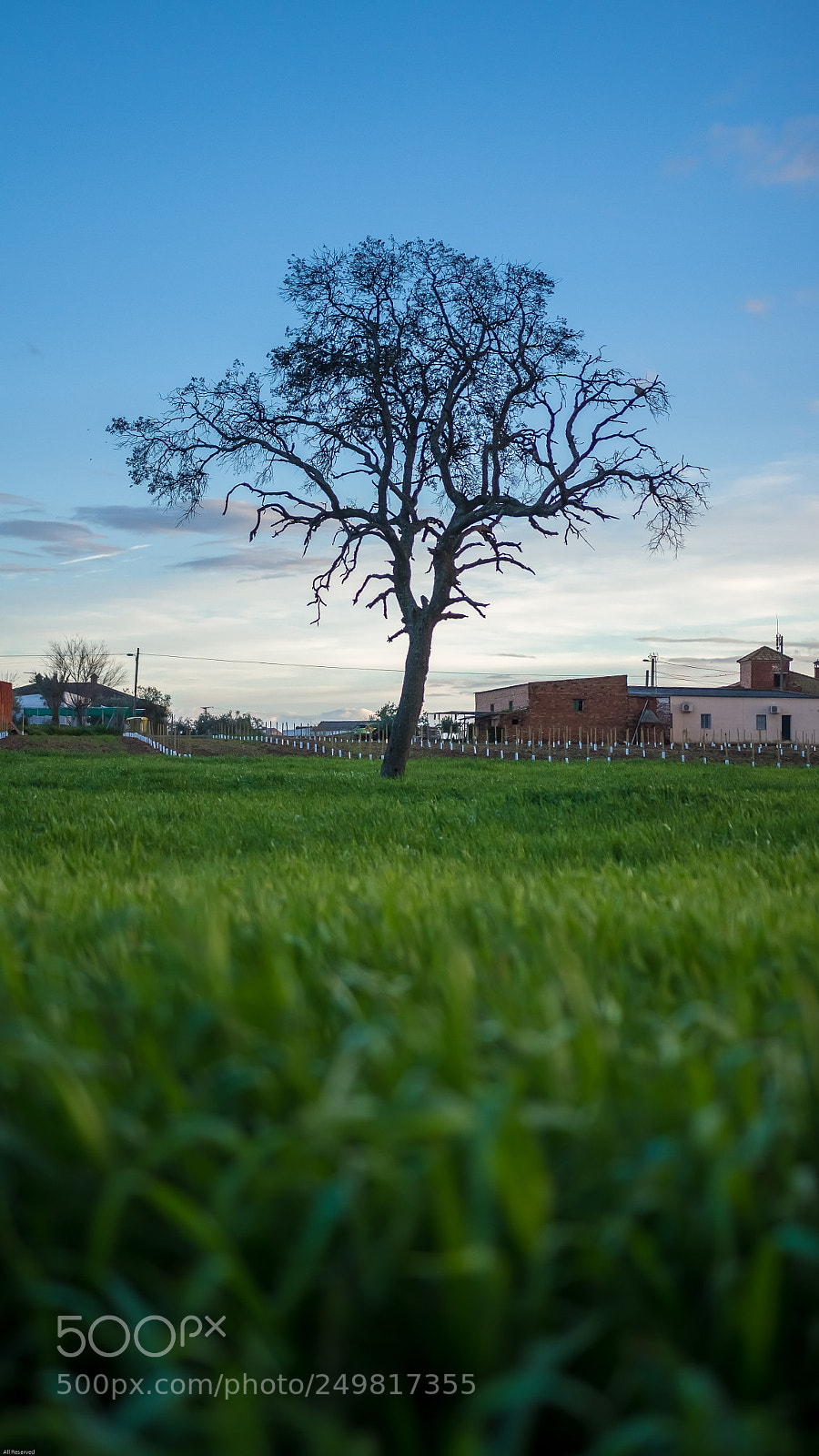 Canon EOS 60D sample photo. Tree photography