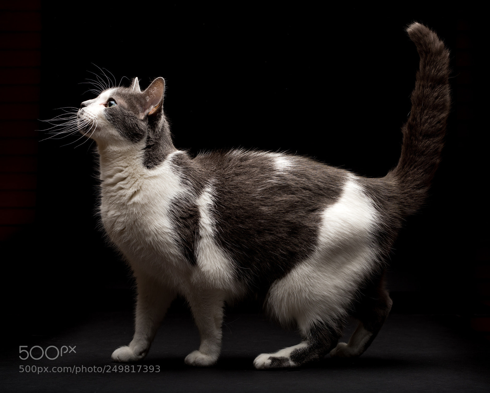 Nikon D810 sample photo. Cat photography